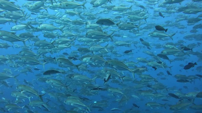 水肺潜水海底沉船水下鱼珊瑚鱼群