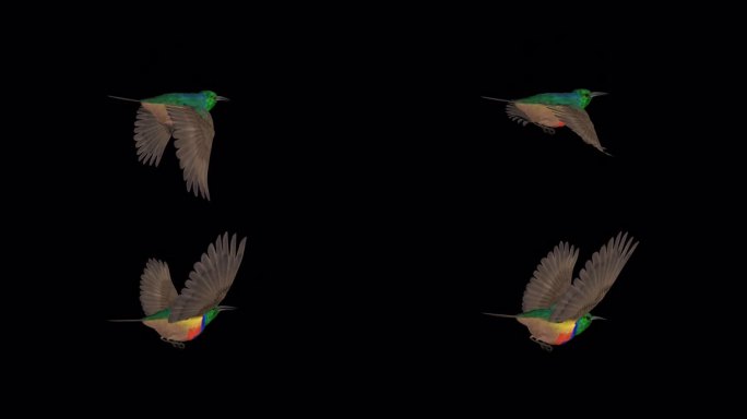 非洲彩色鸟-彩虹太阳鸟-飞行环-后角视图-阿尔法频道