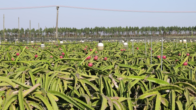 火龙果/火龙果种植基地