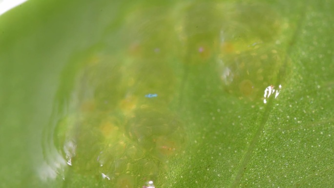 漂浮在绿叶上黏糊糊的水虫卵