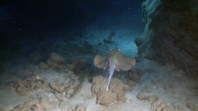 斑纹黄貂鱼的美丽是由沙质海床增强的。
