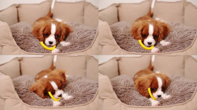 骑士查尔斯国王猎犬小狗躺在狗床上啃着他最喜欢的玩具。缓解生长中的牙齿瘙痒