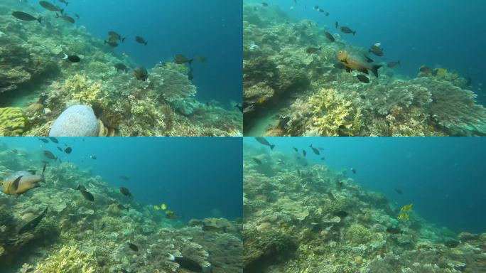 水下热带鱼鱼群与午夜鲷鱼游近镜头，而水肺潜水在珊瑚礁生态系统的珊瑚三角在东帝汶，东南亚