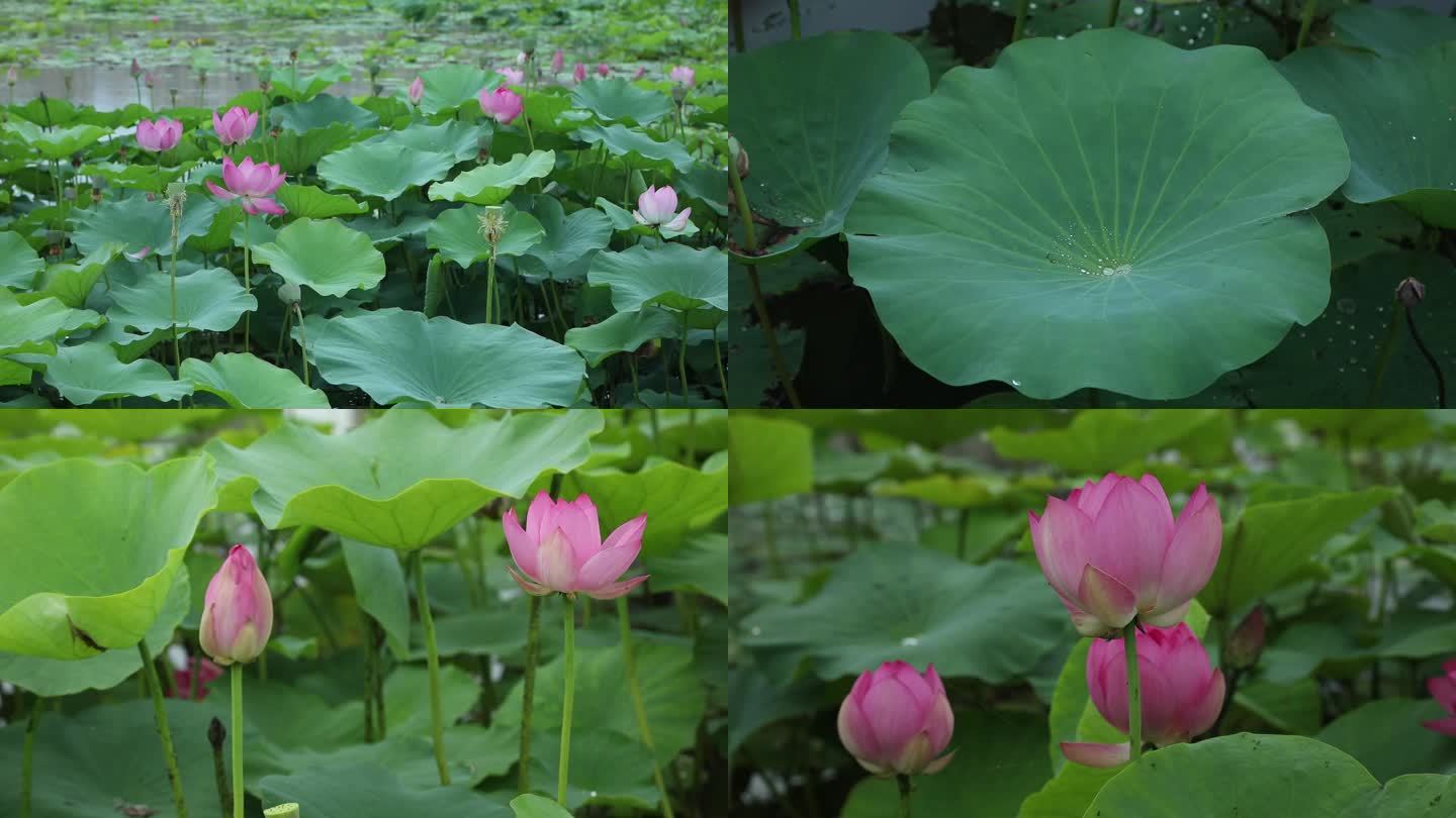 荷花 荷塘荷叶花瓣莲花荷塘月色 露珠