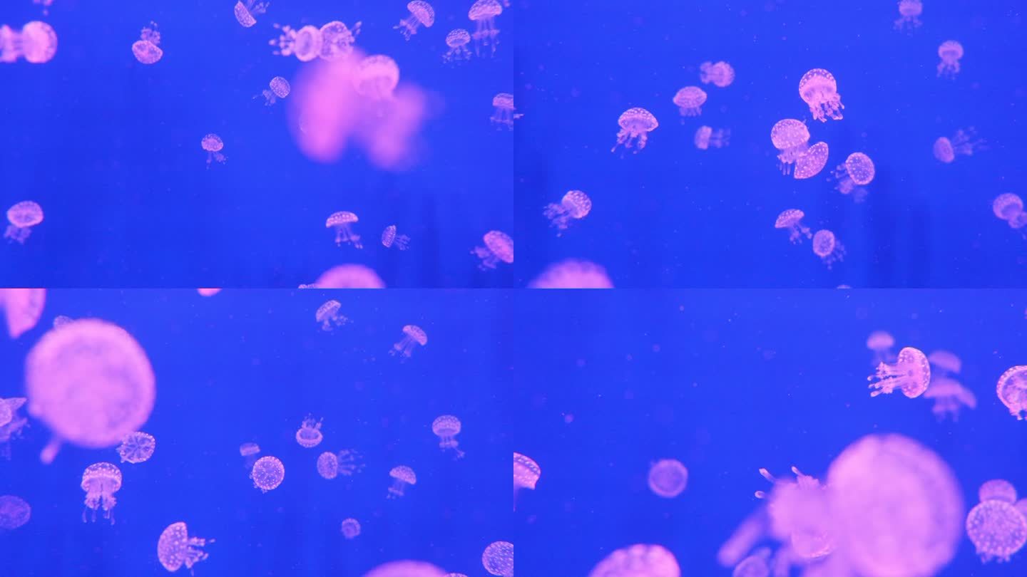 很多粉红的小水母在海洋游动，超慢动作