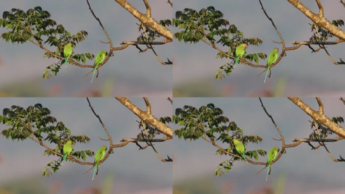 一对野生花头鹦鹉在树枝上活动