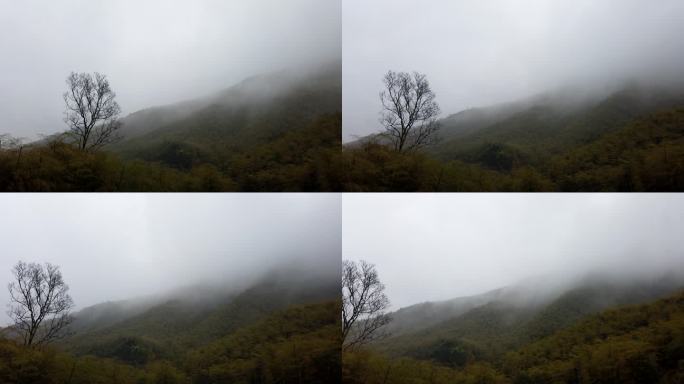 山中云雾
