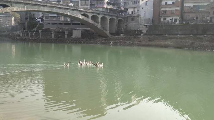 农村河水里鸭子群实拍视频素材