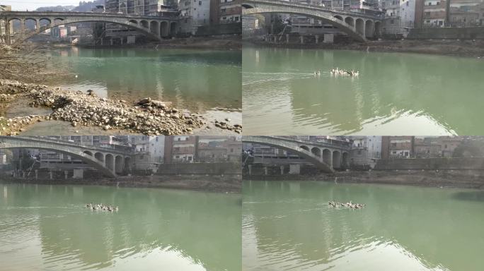 农村河水里鸭子群实拍视频素材