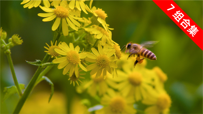 蜜蜂采蜜特写 微距升格 野花蒲儿根中草药