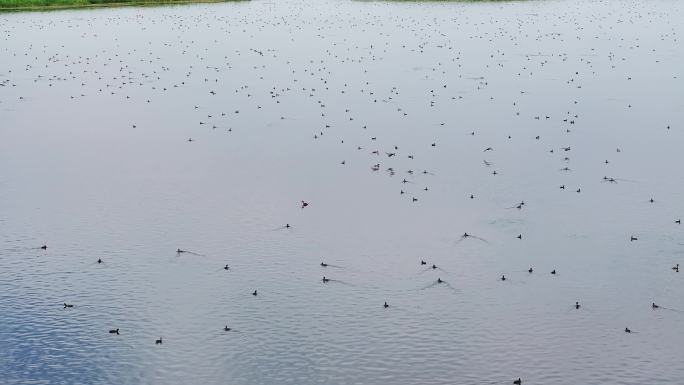 候鸟群 生态 湿地 湖泊