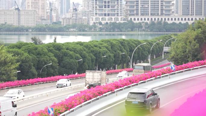 三角梅 厦门市花3