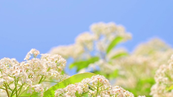 4K 初春 万物新生 春暖花开 春分