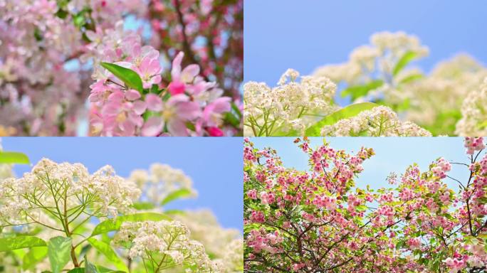 4K 初春 万物新生 春暖花开 春分