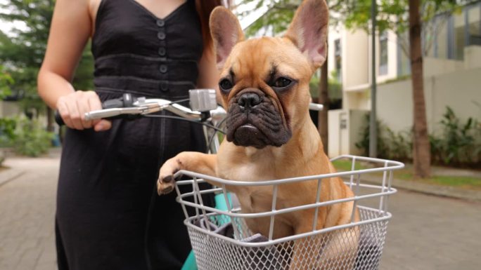 准备骑车的小狗骄傲地坐在自行车的篮子里，一只爪子放在边上