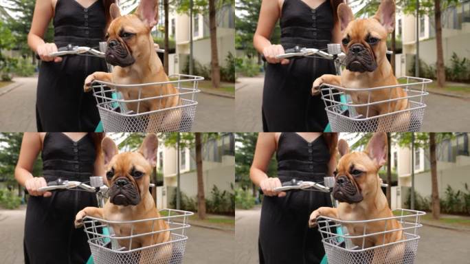 准备骑车的小狗骄傲地坐在自行车的篮子里，一只爪子放在边上