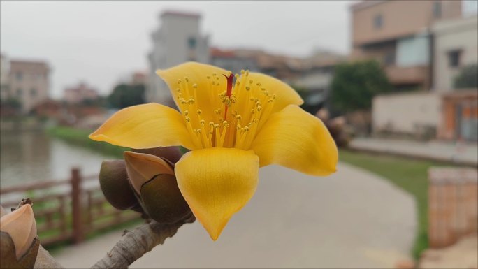 金色木棉花