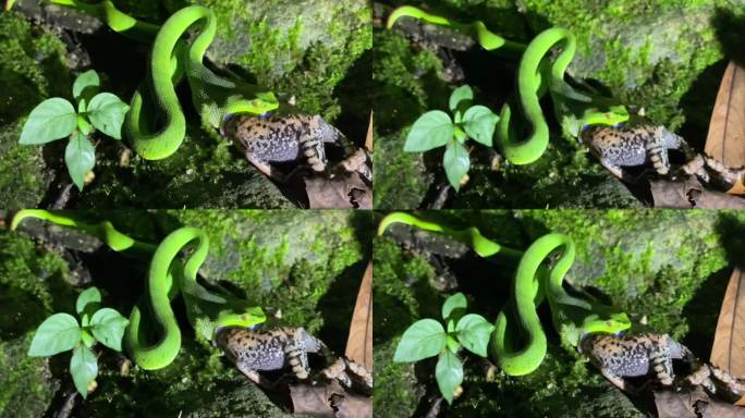 隐藏林间的绿色杀手竹叶青蛇毒牙捕食大牛蛙