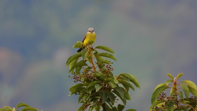 黄色的热带王鸟栖息在郁郁葱葱的绿色植物上，宁静的柔焦背景