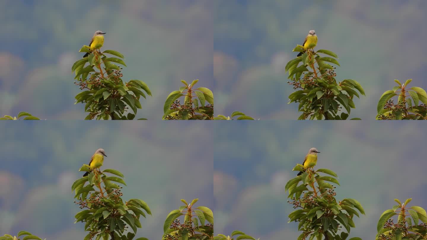 黄色的热带王鸟栖息在郁郁葱葱的绿色植物上，宁静的柔焦背景