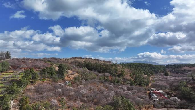 大理洱源县的果梅园花开满山坡