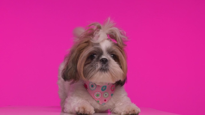 项目视频有趣好玩的西施小狗警惕，有乐趣和吠叫，而在粉红色的背景下移动