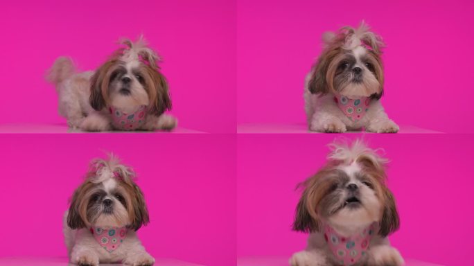 项目视频有趣好玩的西施小狗警惕，有乐趣和吠叫，而在粉红色的背景下移动