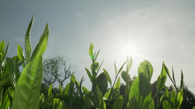 茶叶特写生态茶园雨中茶园航拍茶园