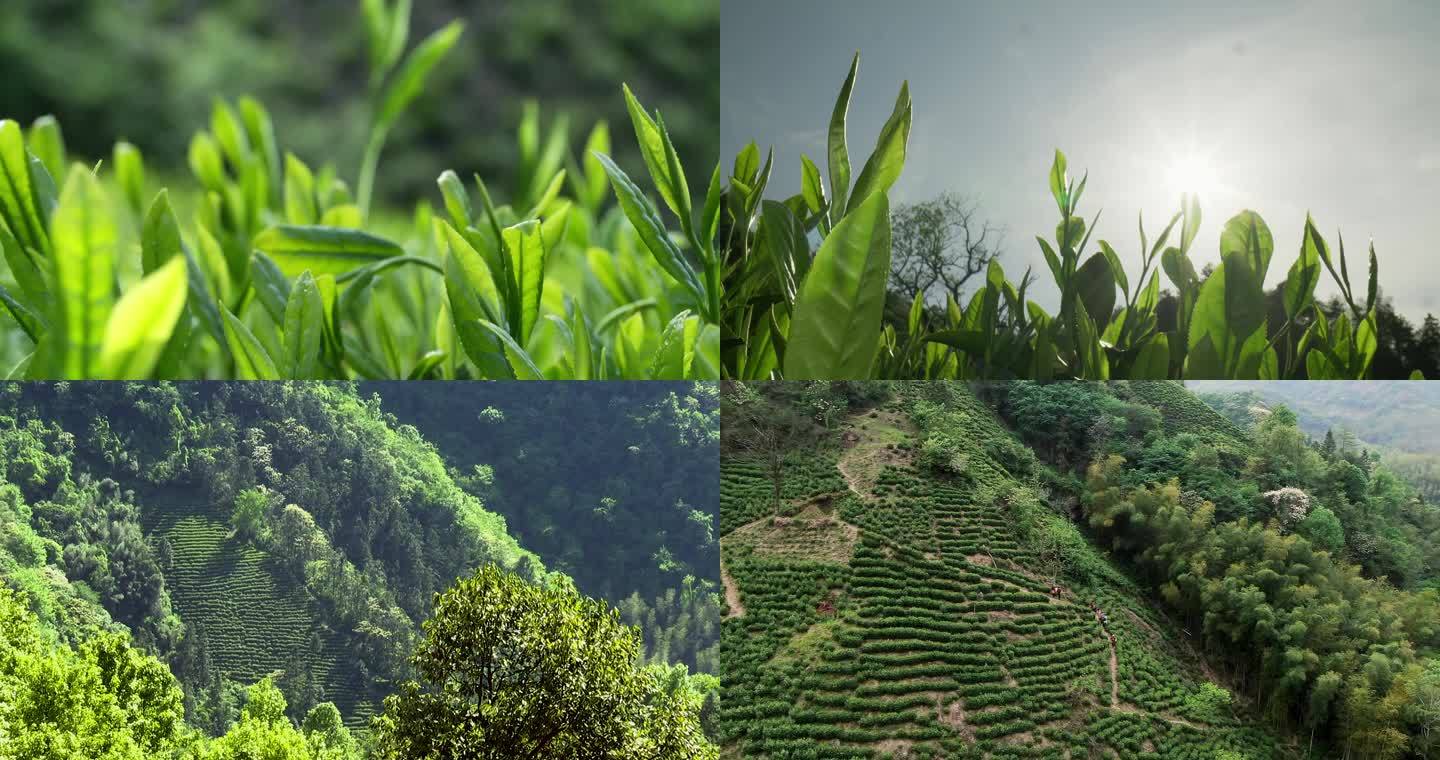 茶叶特写生态茶园雨中茶园航拍茶园