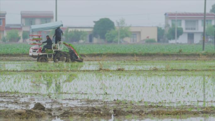 4K春耕农民栽秧、插秧一组