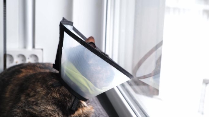 一只戴着兽医项圈的家猫坐在窗台上望着窗外。术后恢复期。防止舔伤。高品质4k画面