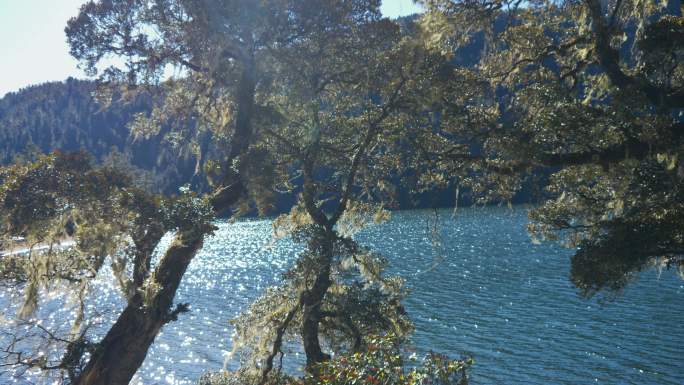 树木覆盖苔类植被湖面波纹