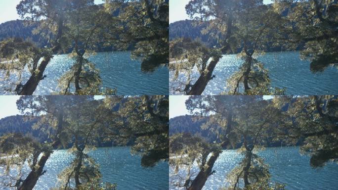 树木覆盖苔类植被湖面波纹