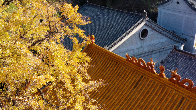 淌豆寺古建筑青砖黛瓦大银杏树航拍