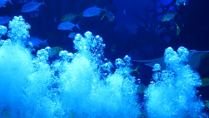 海洋馆  气泡  水里气泡上升 海底气泡