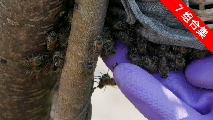 蜜蜂养殖 野外竹篓引蜂 传承文化养殖智慧