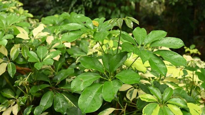 4K超清植物绿叶 雨后 公园实拍空境素材