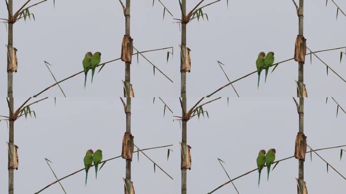 一对可爱的花头鹦鹉站在竹枝上
