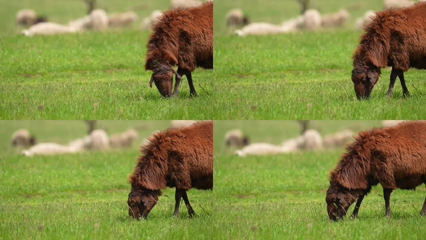 农场动物农场附近的村庄。食品的概念。漂亮的棕色小羊羔。一群羊在山上葱郁的草地上。慢镜头，平移跟随。吃