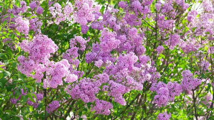 丁香花特写。枝头盛开的丁香。美丽的紫丁香花。大自然盛开着鲜花。