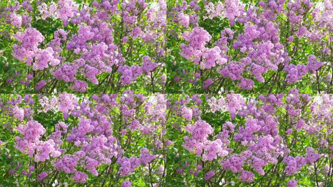 丁香花特写。枝头盛开的丁香。美丽的紫丁香花。大自然盛开着鲜花。