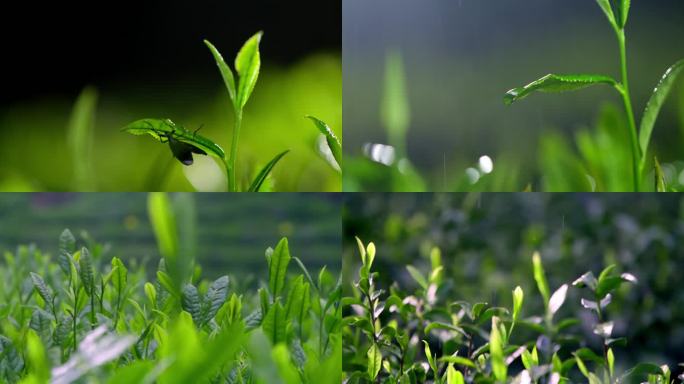 茶叶特写雨中茶园茶叶上的昆虫茶叶上的水珠