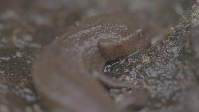 4K疣螈 蝾螈 新物种