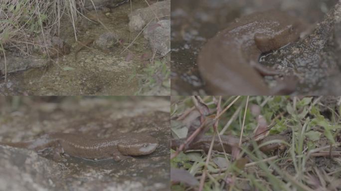 4K疣螈 蝾螈 新物种