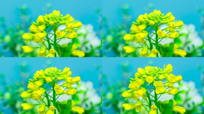 4k60油菜生长花开延时