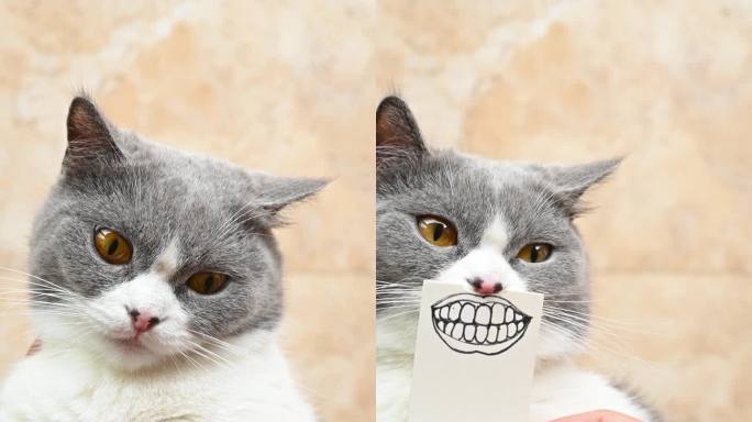一只可爱的英国短毛猫，用不同的有趣的手绘表情或垂直构图的表情