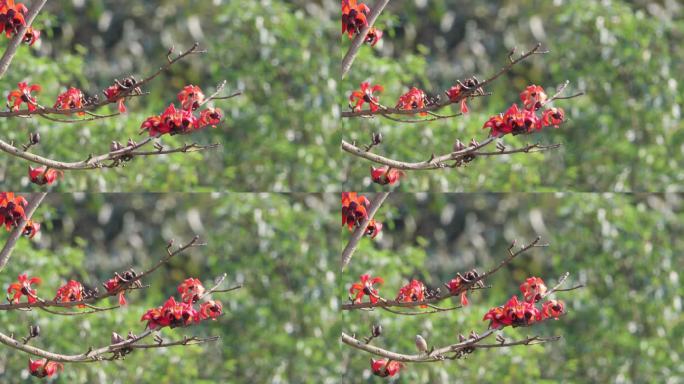 椋鸟在红色木棉花上活动
