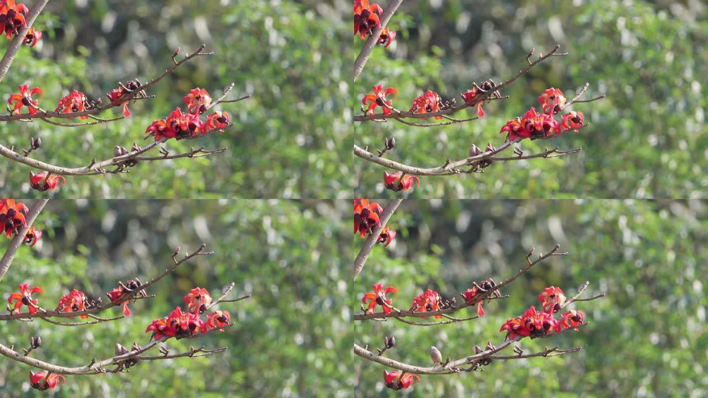 椋鸟在红色木棉花上活动