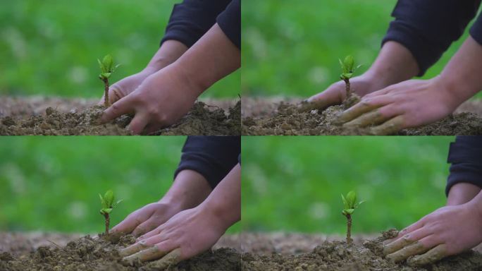 植树种树栽树绿化自然保护环境守护绿色自然