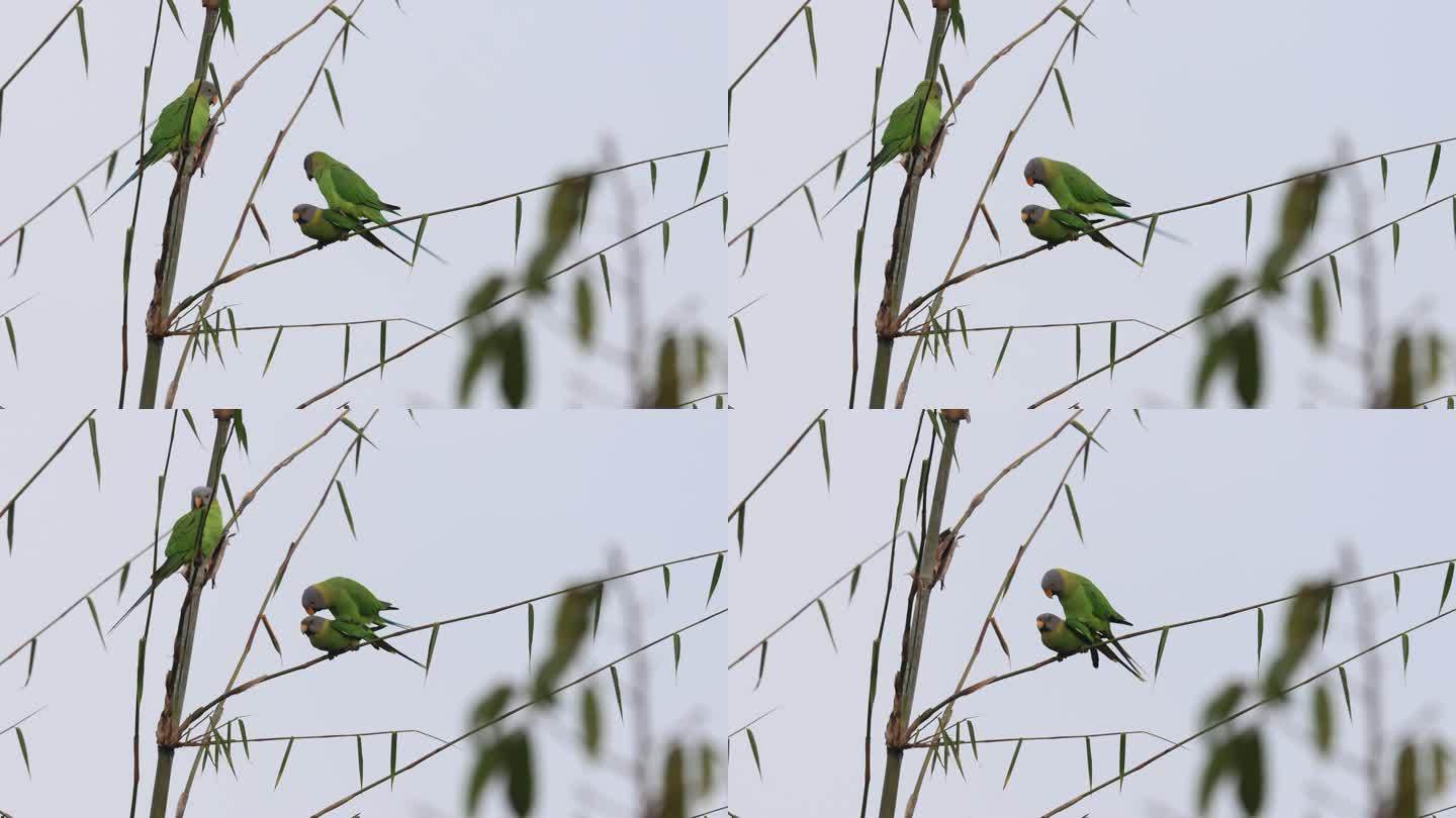 一对野生花头鹦鹉在竹枝上交配的唯美镜头